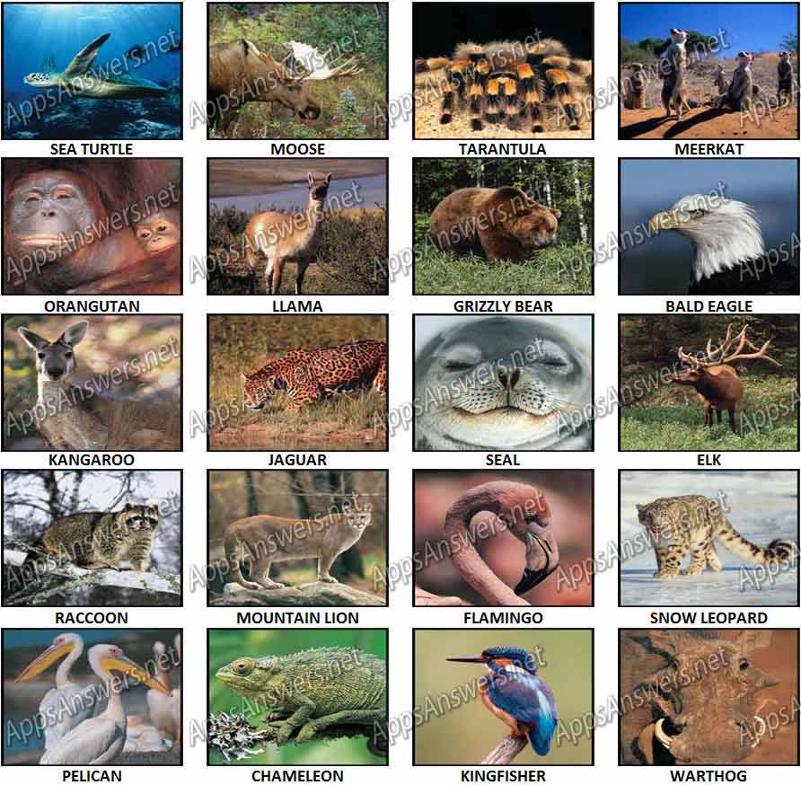 100 Pics – Animal Planet Level 41 – Level 60 Answers – Win an iPad - Apps  Answers .net