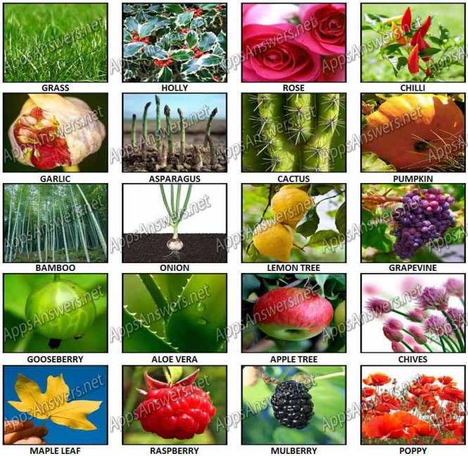 100 Pics – Plants Answers - Apps Answers .net