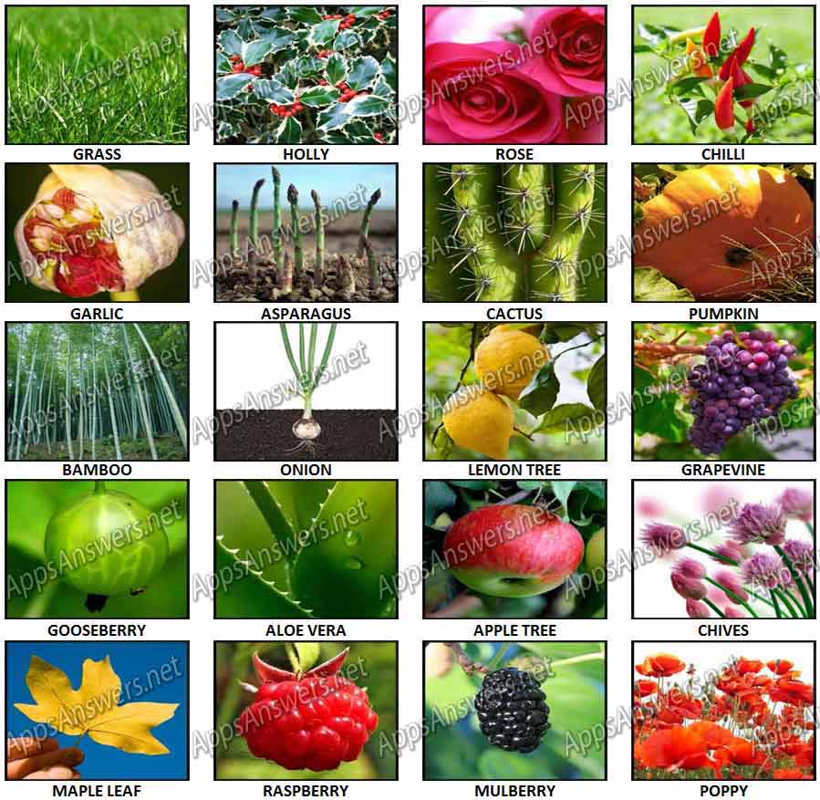 100 Pics Plants Answers Pics 1 20 