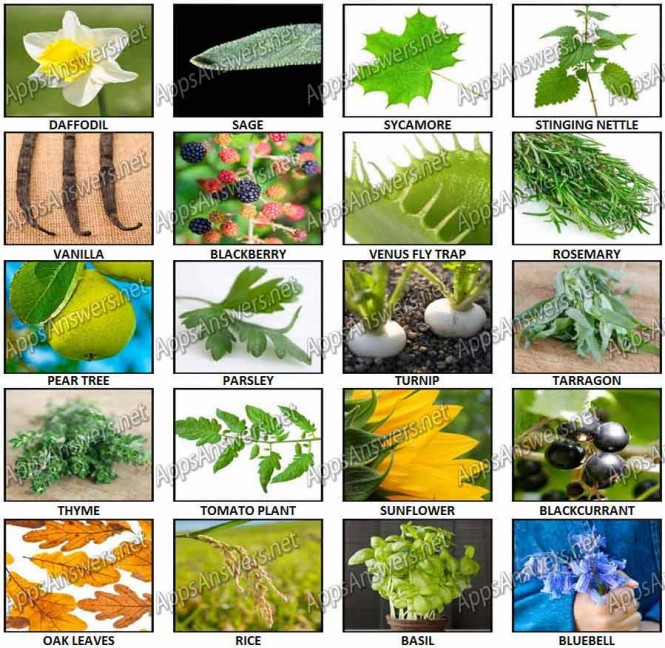 100 Pics – Plants Level 21 – 40 Answers - Apps Answers .net