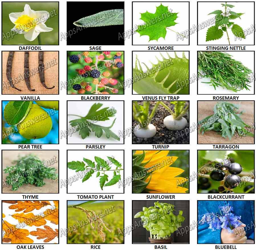 100-Pics-Plants-Answers-Pics-21-40