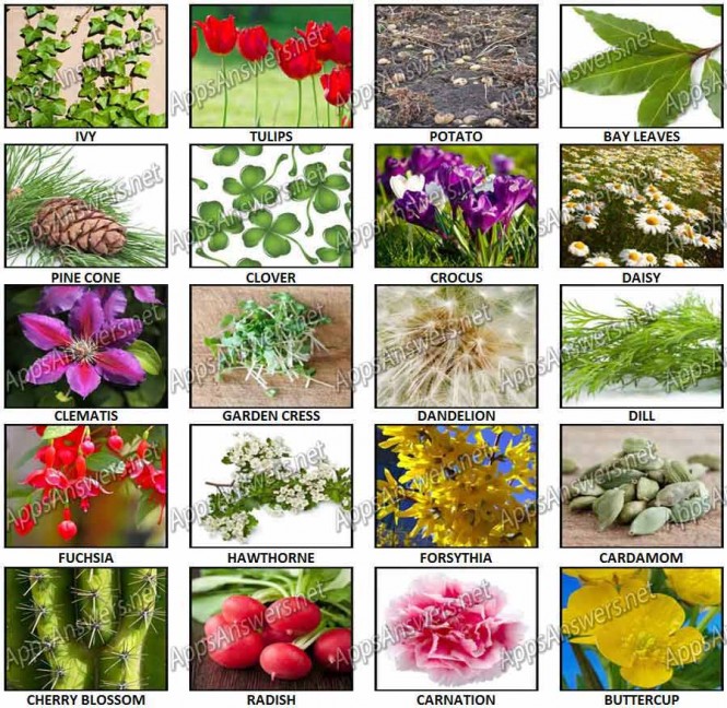 100 Pics – Plants Level 61 – 80 Answers - Apps Answers .net