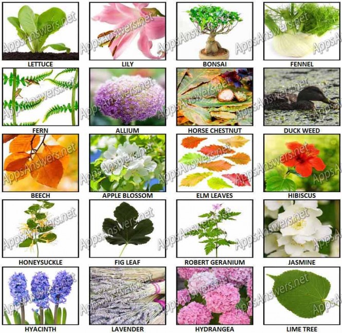 100 Pics – Plants Level 61 – 80 Answers - Apps Answers .net