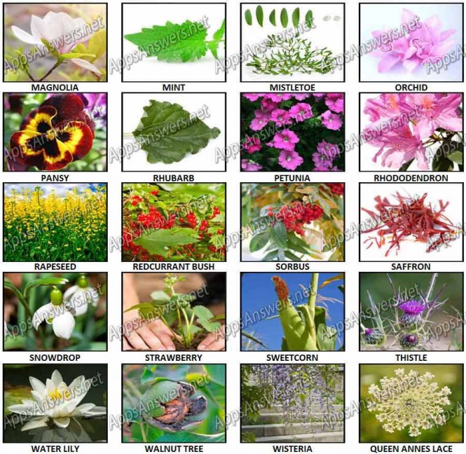 100 Pics – Plants Level 81 – 100 Answers - Apps Answers .net