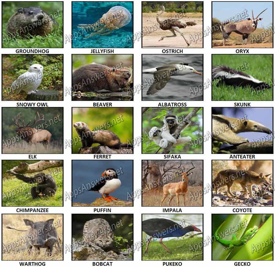 100 pics animals birds