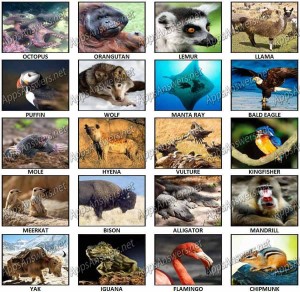 100 Pics Animals 2 Level 41 – Level 60 Answers - Apps Answers .net