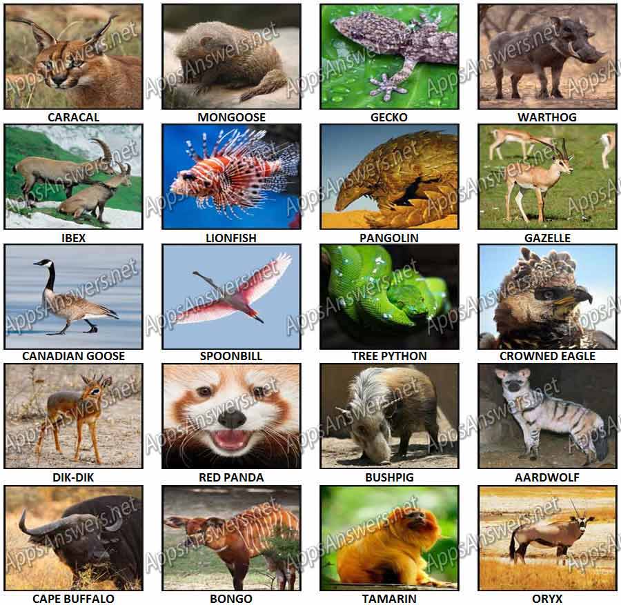 100 Pics Animals 2 Level 81 – Level 100 Answers - Apps Answers .net