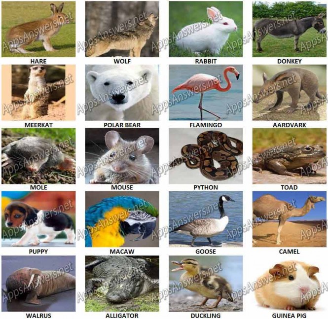 100 Pix Quiz Animals Level 41 – Level 60 Answers - Apps Answers .net