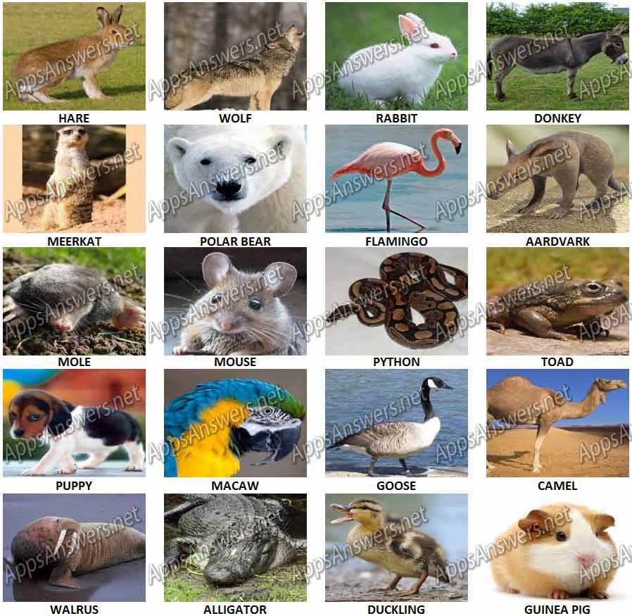 100 Pix Quiz Animals Answers Pic 41 60 