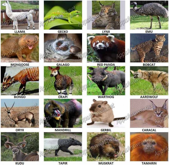 100 Pix Quiz Animals Level 81 – Level 100 Answers - Apps Answers .net