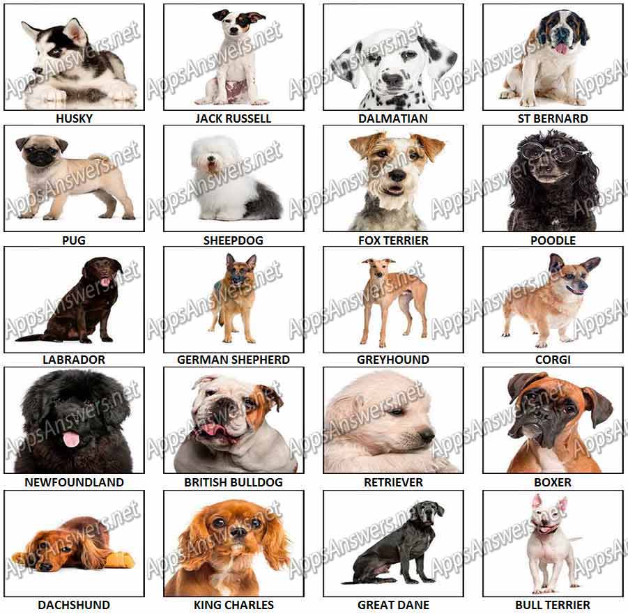 100-Pics-Dog-Breeds-2-Answers-Pics-1-20