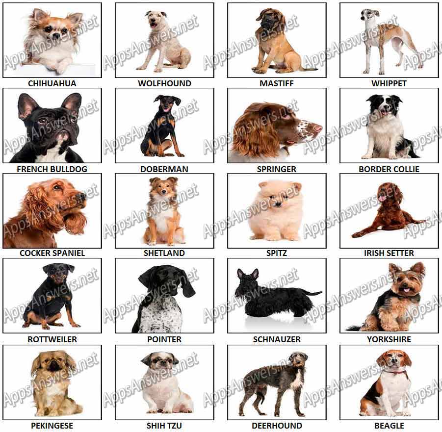 100-Pics-Dog-Breeds-2-Answers-Pics-21-40