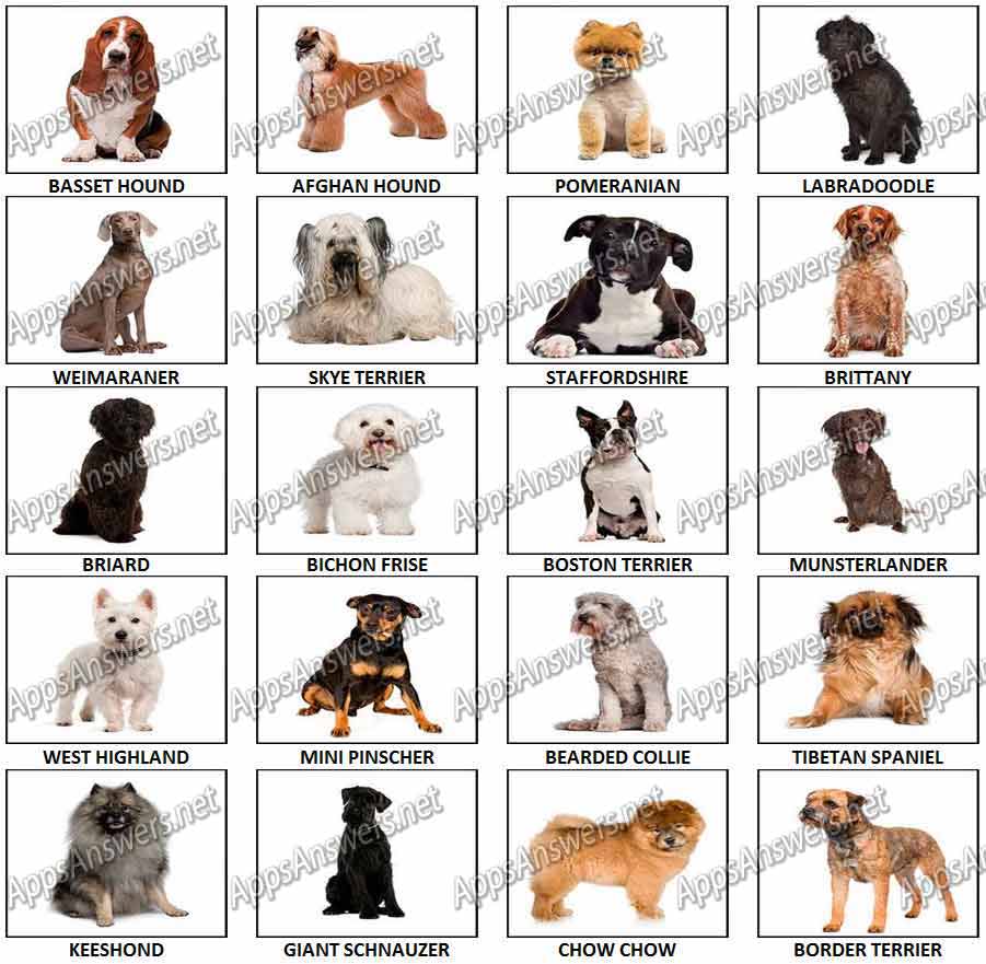 100-Pics-Dog-Breeds-2-Answers-Pics-41-60