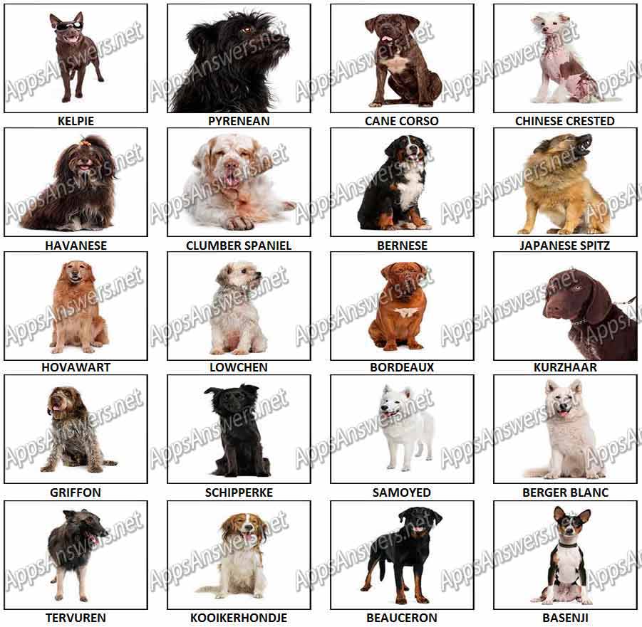 100-Pics-Dog-Breeds-2-Answers-Pics-81-100