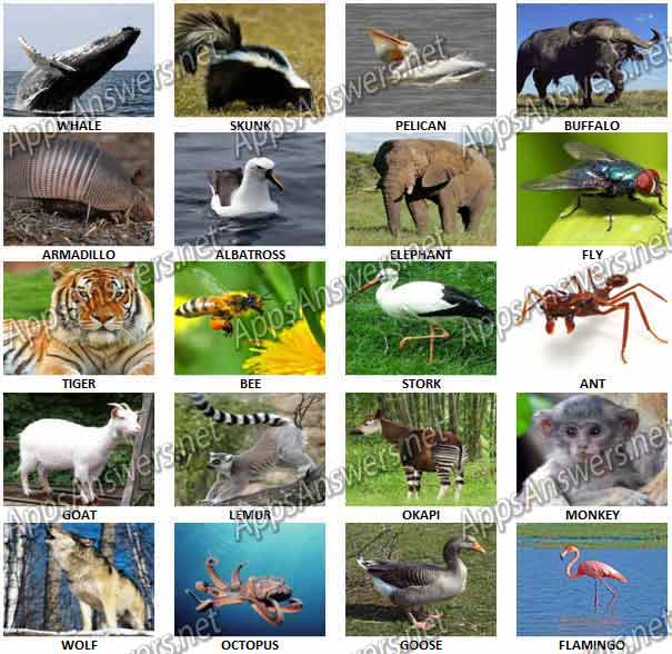 Guess-What-Animal-Quiz-Answers-Level-61-80