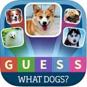 Guess What Dog Breeds Quiz - Popular Dog Breeds In The World By Indygo Media
