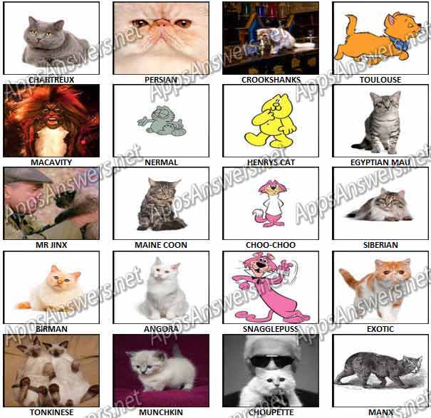 100-Pics-Cats-Answers-Pics-61-80