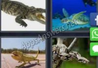 4-pics-1-word-daily-puzzle-18-Nov-2019-Answer-Amsterdam-Reptile