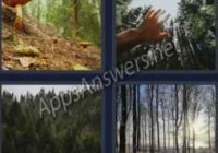 4-pics-1-word-daily-bonus-puzzle-03-Jan-2020-Answer-Norway-FOREST